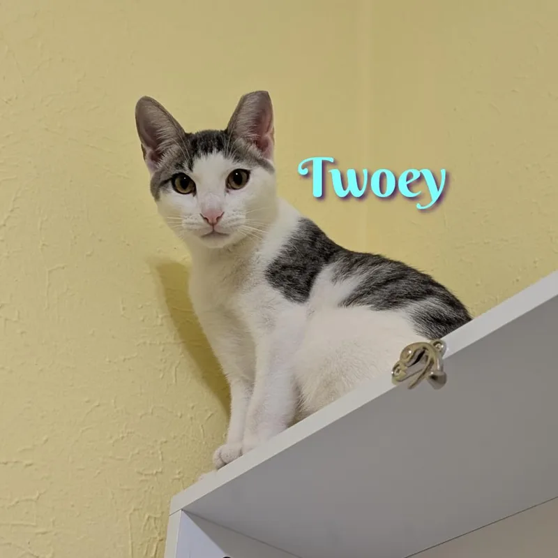 A baby small-sized male Domestic Short Hair cat named Twoey CP for adoption in Dallas, TX