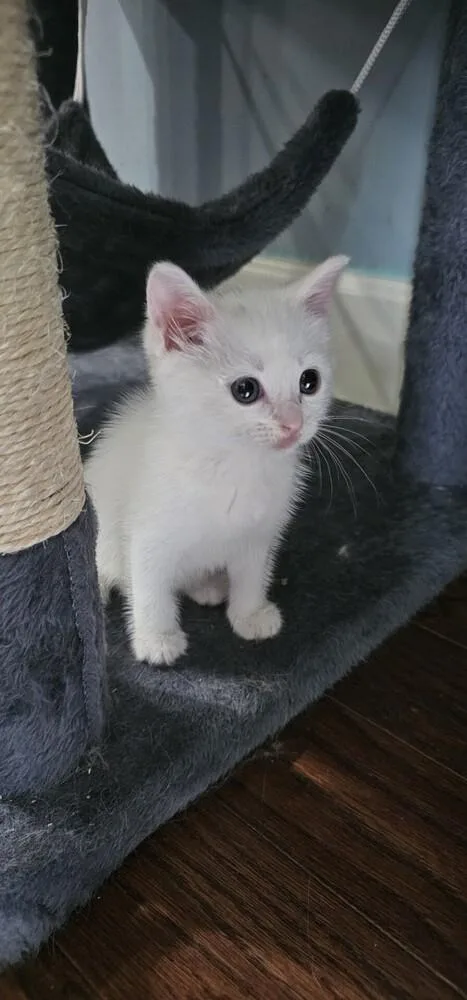 A baby small-sized female White Domestic Short Hair cat named Kukicha for adoption in Powder Springs, GA