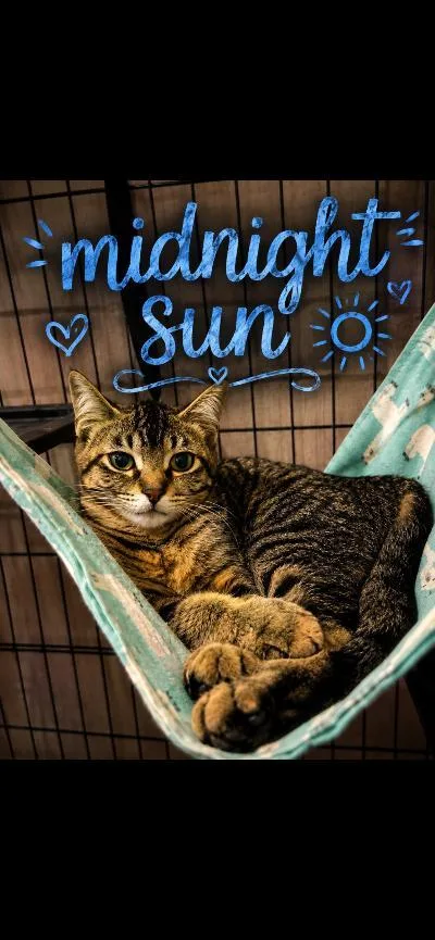 A baby medium-sized female Tabby (Brown / Chocolate) Domestic Short Hair cat named Midnight Sun for adoption in Mokena, IL