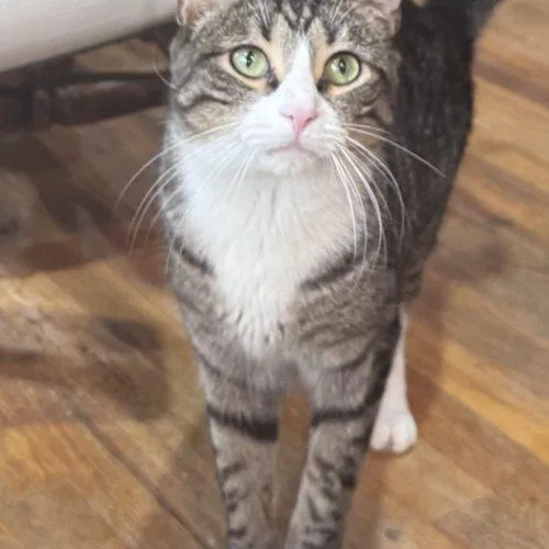 Quilleran thumbnail 3