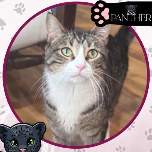 Quilleran thumbnail 4