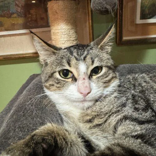 Quilleran thumbnail 5