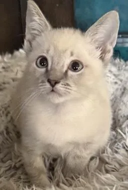 A baby medium-sized male Domestic Medium Hair cat named Santo for adoption in North Highlands, CA