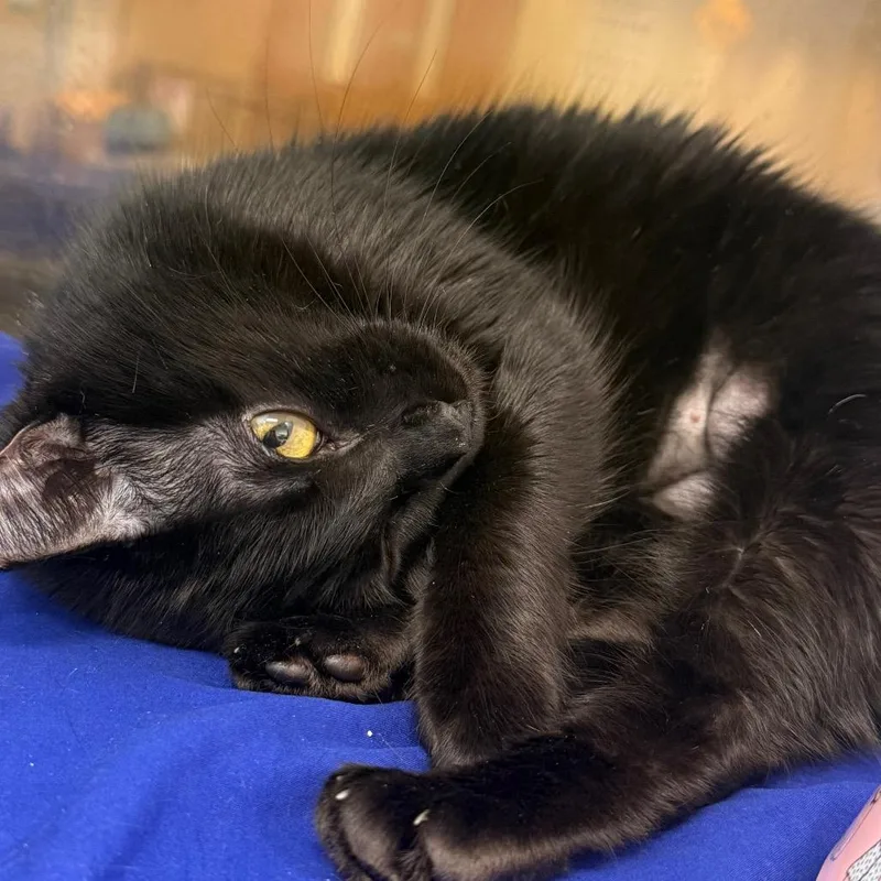 An adult medium-sized female Black Domestic Short Hair cat named Yoko for adoption in Chattanooga, TN