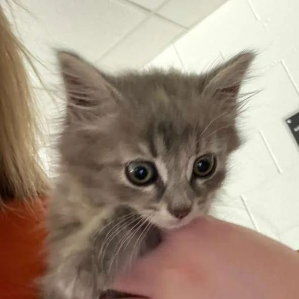 A baby small-sized female Gray / Blue / Silver Domestic Medium Hair cat named Honey for adoption in Gadsden, AL