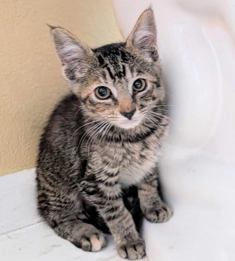 A baby medium-sized female Domestic Medium Hair cat named Quina for adoption in Colorado Springs, CO