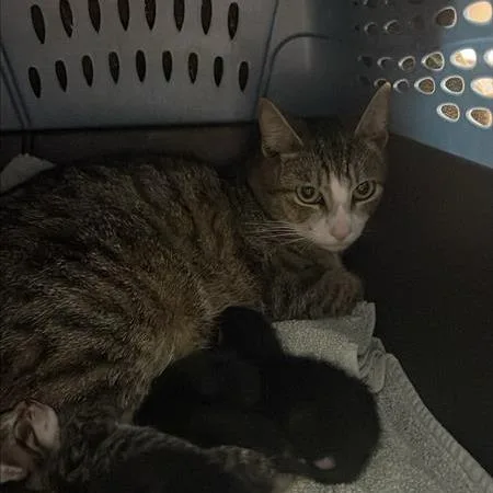 An adult medium-sized female Brown / Chocolate Domestic Short Hair cat named Katharine Hepburn for adoption in Tacoma, WA