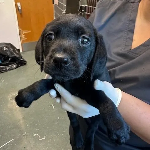 A baby small-sized male Black Black Labrador Retriever dog named Blue for adoption in Clearwater, FL