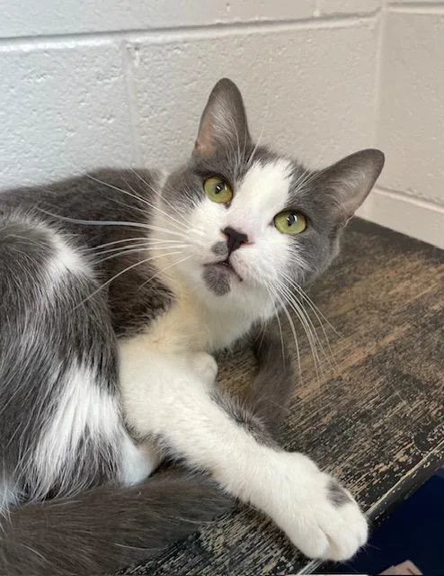 An adult small-sized female Gray & White Domestic Short Hair cat named Luna for adoption in Stafford, VA