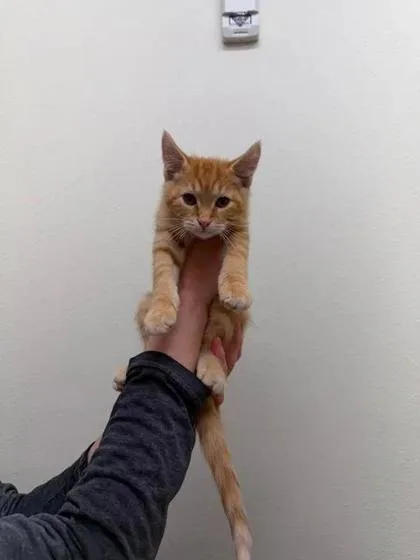A baby small-sized male Domestic Long Hair cat named Lady Syf for adoption in Aberdeen, SD
