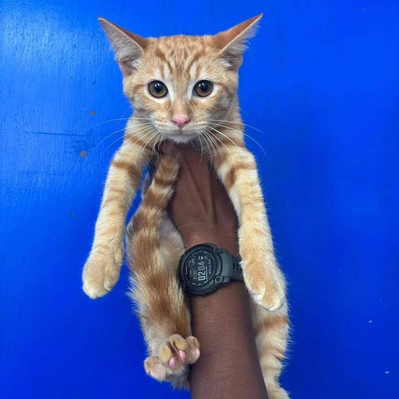 A baby small-sized female Orange / Red Domestic Short Hair cat named Odette for adoption in Wahiawa, HI