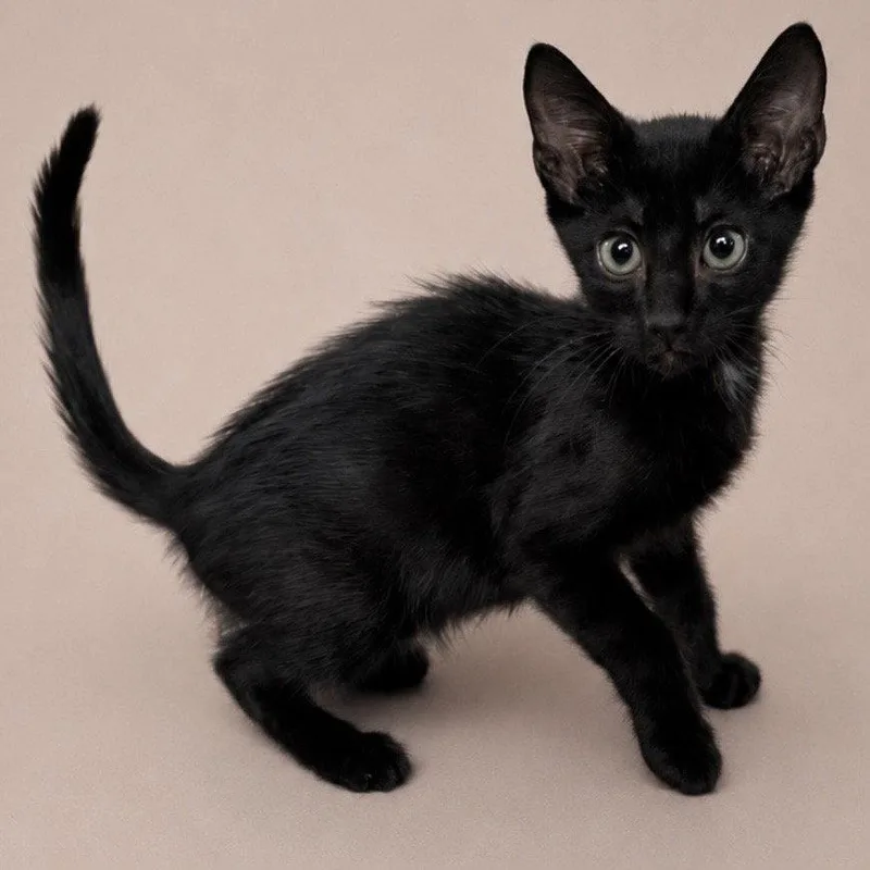 A baby medium-sized male Black & White / Tuxedo Domestic Short Hair cat named Melon for adoption in Oviedo, FL
