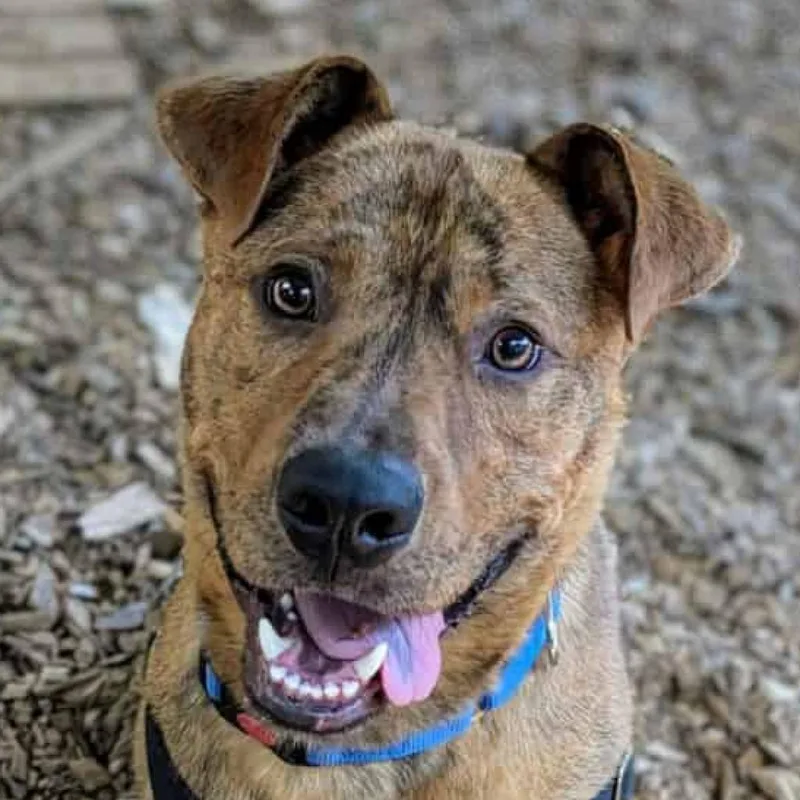 Valentino thumbnail 2