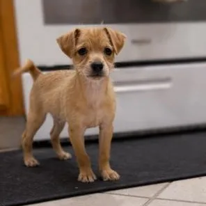 A baby small-sized male Chihuahua dog named Shaggy for adoption in Lodi, CA