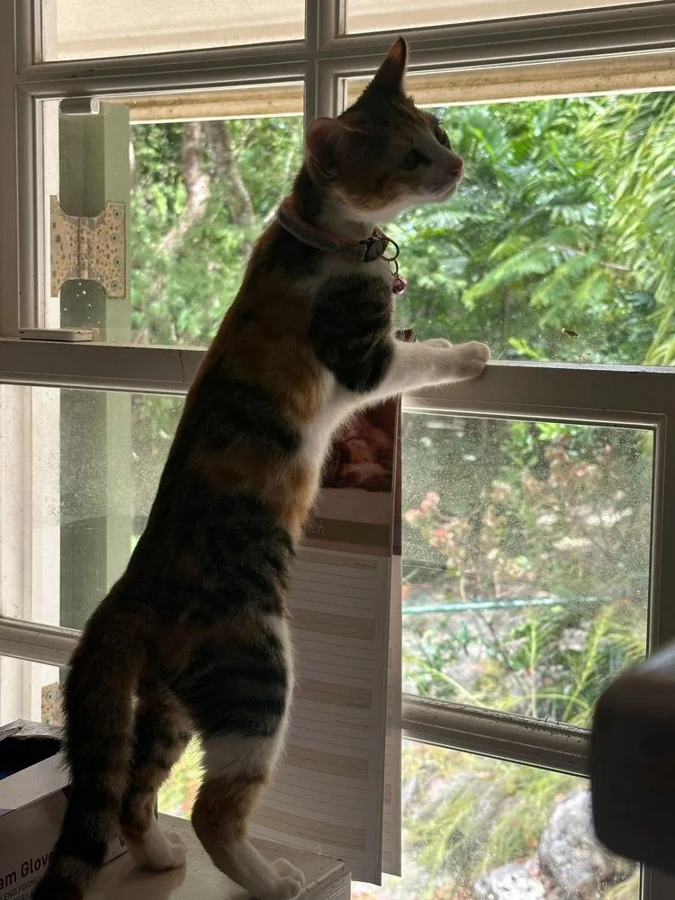 Harriet Potter thumbnail 2