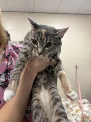 A young medium-sized female Domestic Short Hair cat named Nubby for adoption in Palm Coast, FL