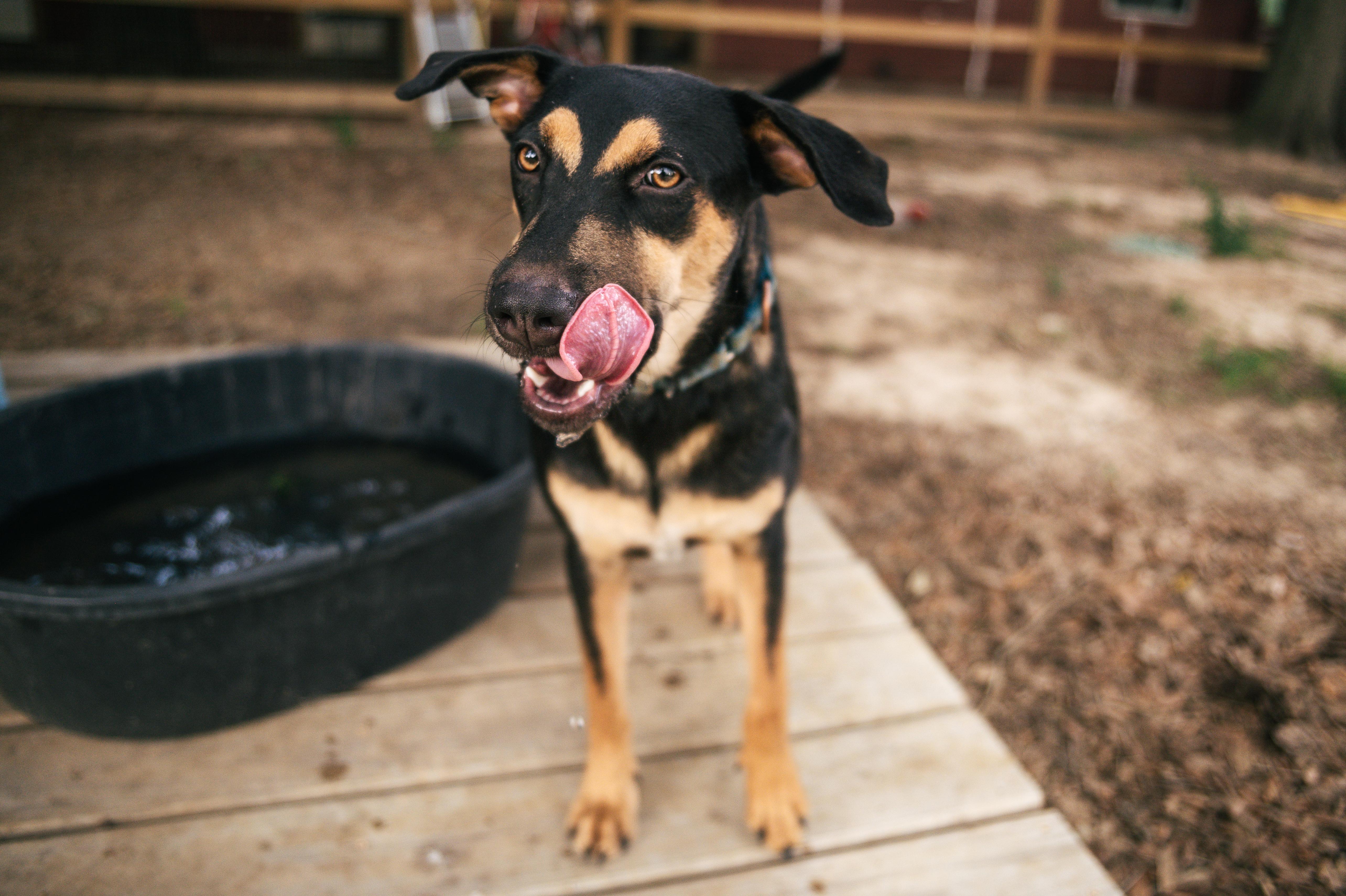 A young medium-sized male Black German Shepherd Dog dog named BoltMN for adoption in Magnolia, TX