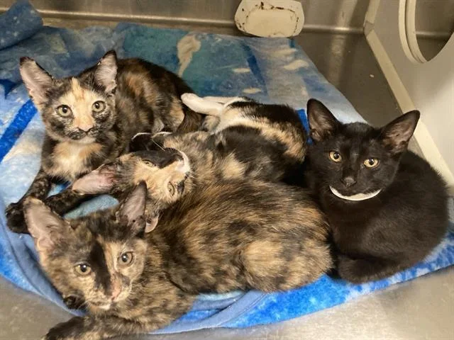 A baby small-sized female Domestic Short Hair cat named Millie for adoption in Tustin, CA