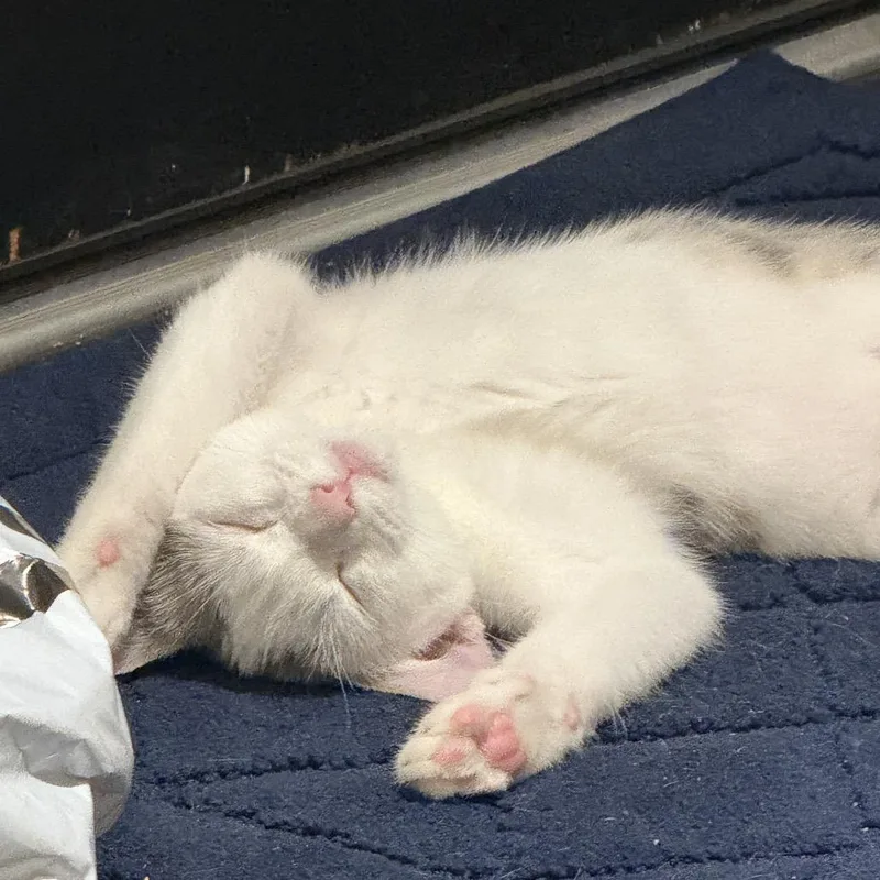 A young medium-sized female White Domestic Short Hair cat named Fax Machine for adoption in Redwood City, CA