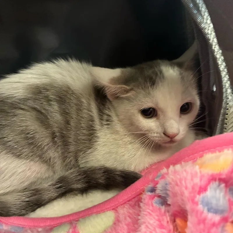 Fax Machine thumbnail 2