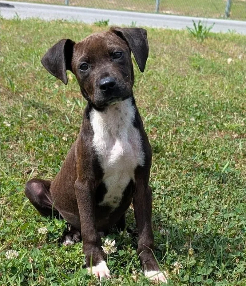 A baby large-sized male Mixed Breed dog named Johnson for adoption in Groveland, MA