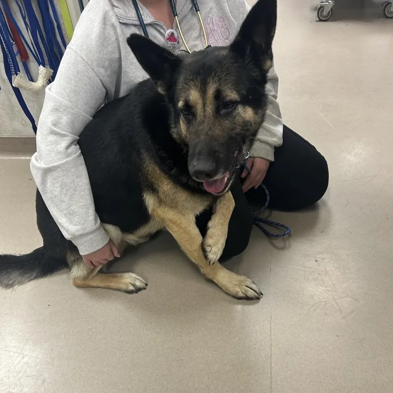 An adult large-sized male Black German Shepherd Dog dog named Minkah for adoption in Greensboro, NC