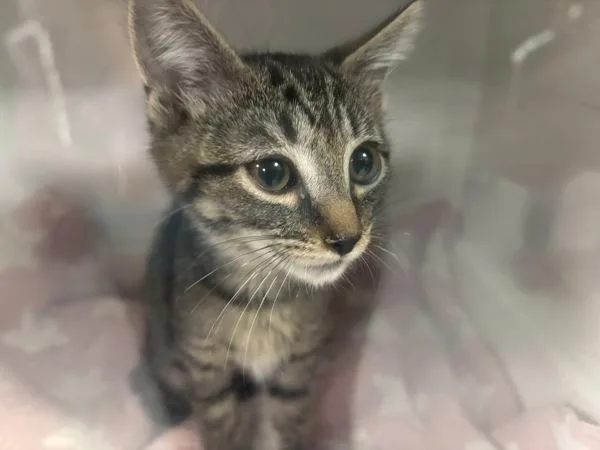 A baby small-sized female Domestic Short Hair cat named Tilly for adoption in New York, NY