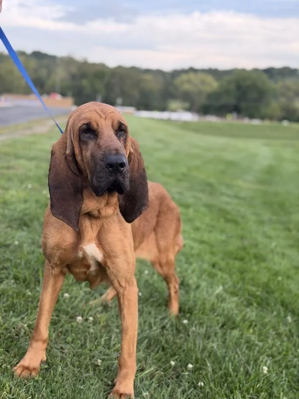 An adult large-sized female Bloodhound dog named Mayfly for adoption in Lancaster, OH