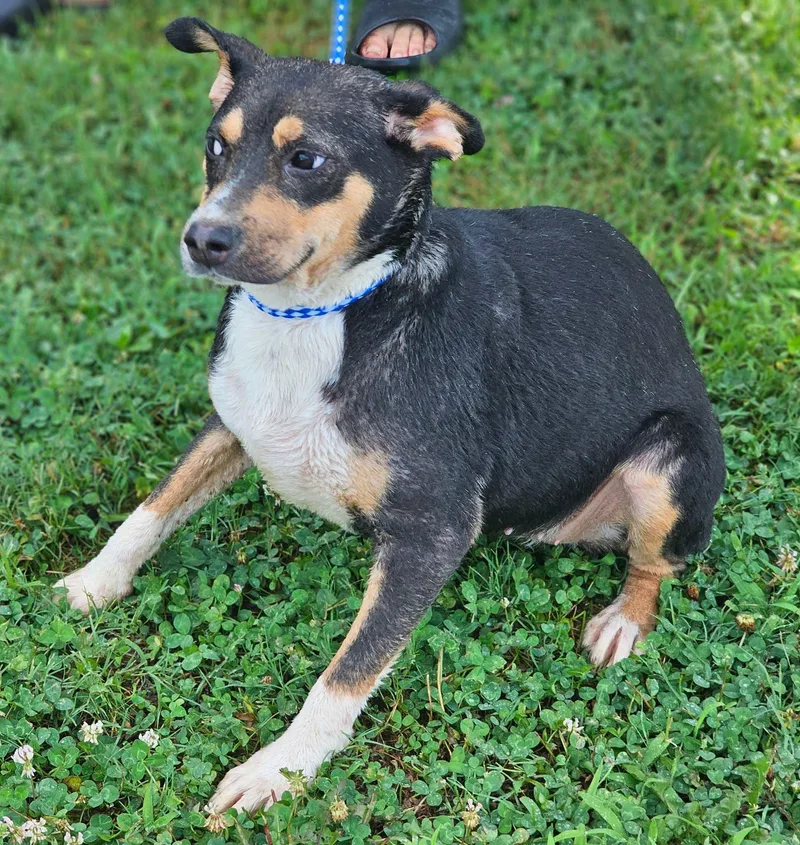 A young small-sized female Black Australian Cattle Dog / Blue Heeler dog named Bambi for adoption in Fort Payne, AL