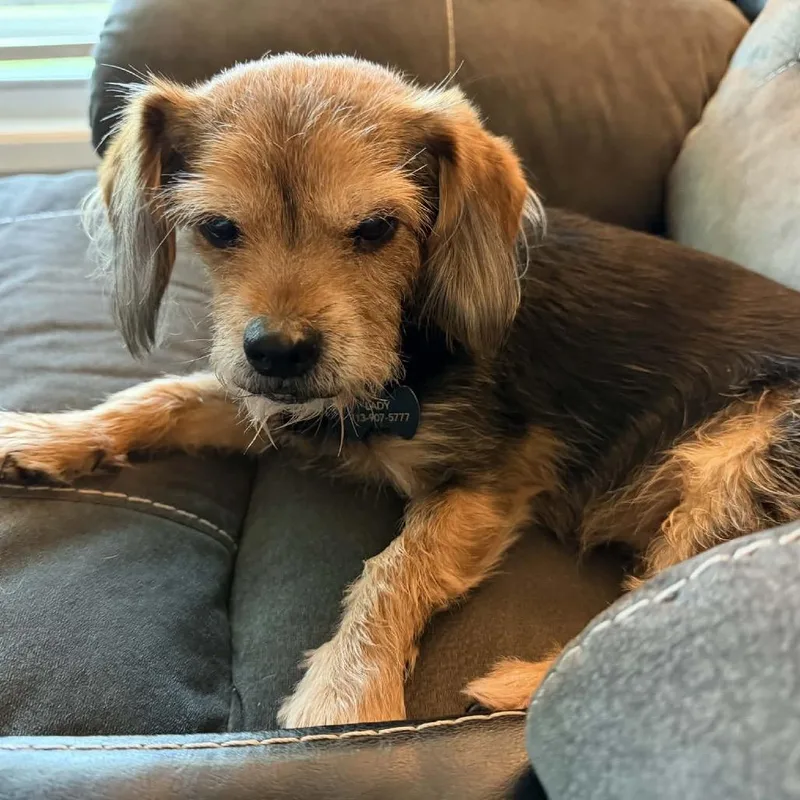 A senior small-sized female Black Yorkshire Terrier dog named Lady Marie for adoption in Houston, TX