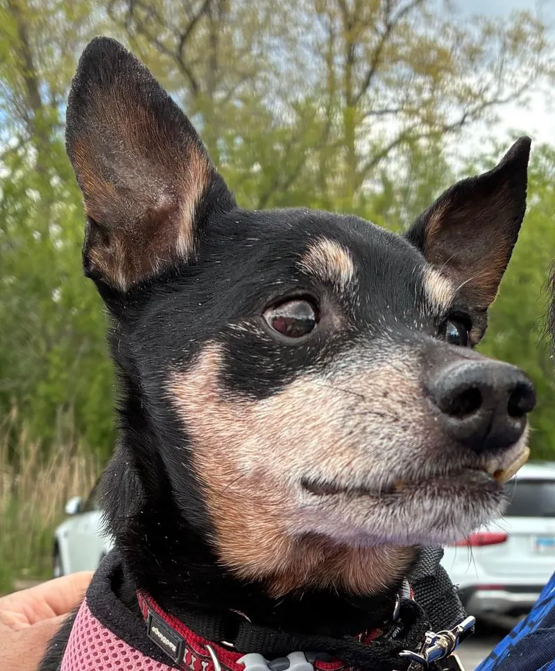 A senior small-sized male Black Miniature Pinscher dog named Lincoln for adoption in Bartlett, IL
