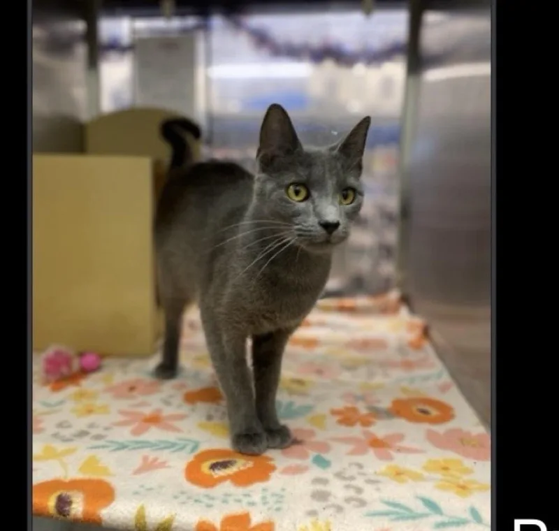 An adult medium-sized female Gray / Blue / Silver Domestic Short Hair cat named Purrinciple for adoption in Lafayette, CO