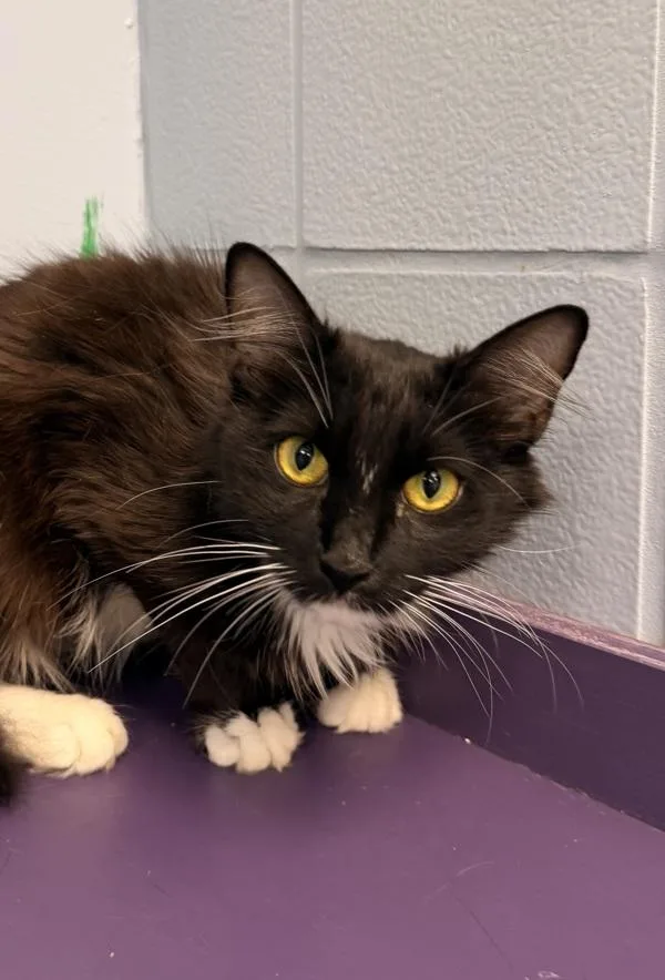 A young medium-sized female Domestic Medium Hair cat named Guess Who? for adoption in Canton, GA