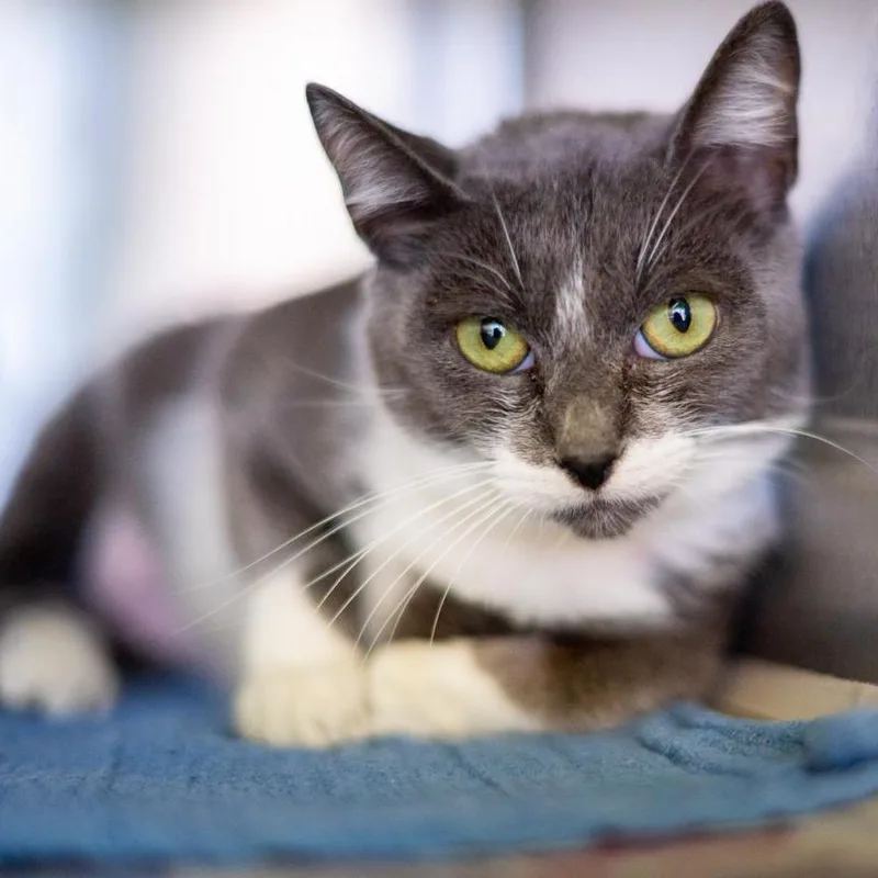 Charlotte's Website thumbnail 2