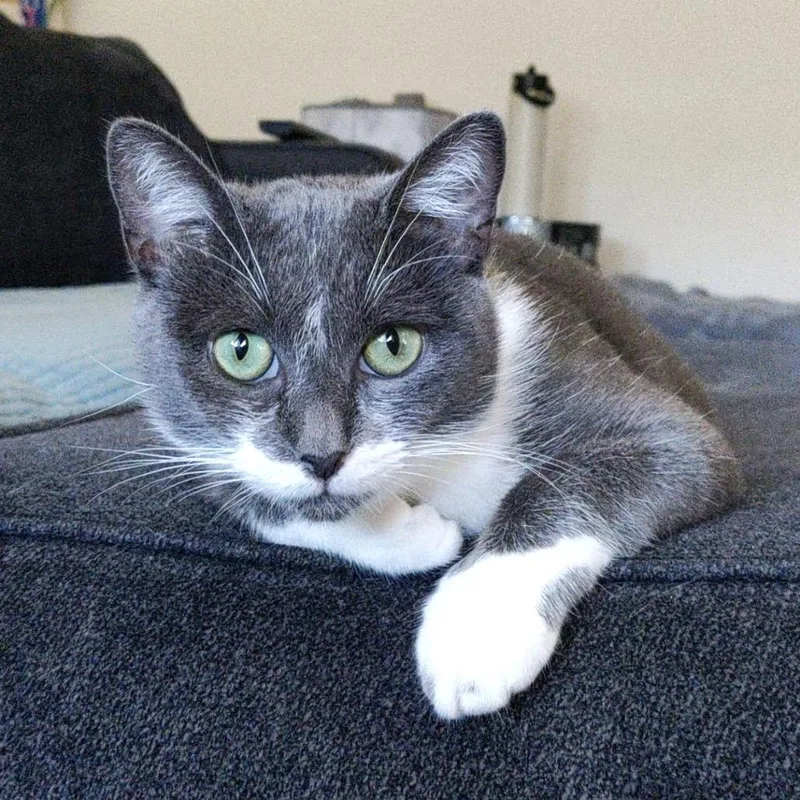 Charlotte's Website thumbnail 3