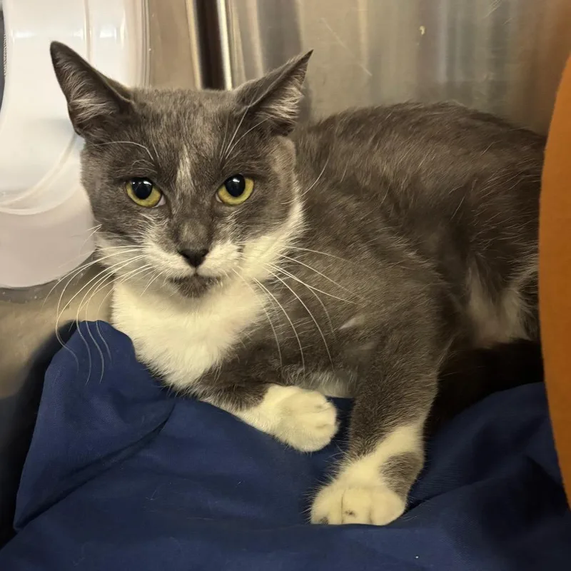 Charlotte's Website thumbnail 4