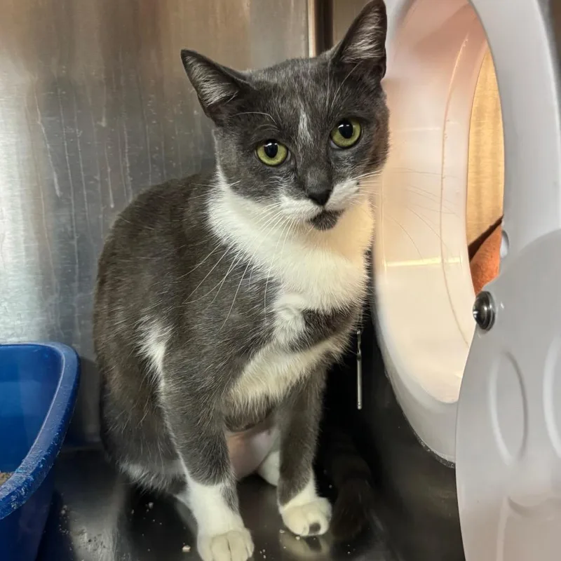 Charlotte's Website thumbnail 6