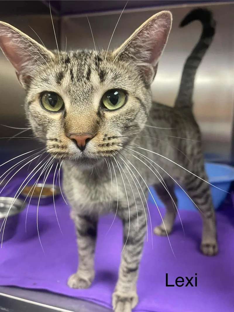 A young medium-sized female Tabby (Brown / Chocolate) Tabby cat named Lexi for adoption in Wyandotte, MI