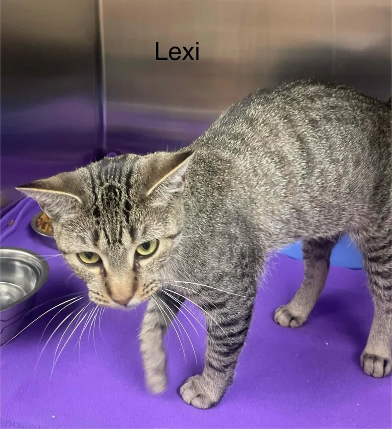 Lexi thumbnail 2