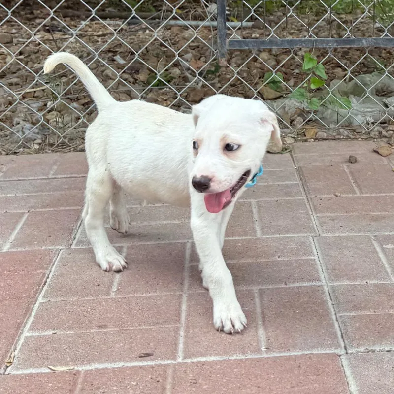 A baby medium-sized male White / Cream Labrador Retriever dog named John for adoption in Spring, TX