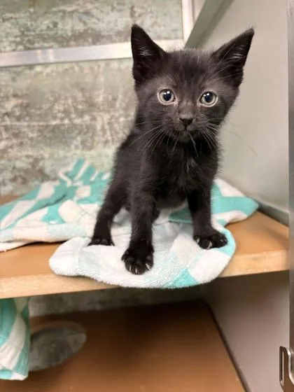 A baby small-sized male Domestic Short Hair cat named Jasper for adoption in Paducah, KY