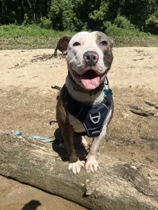 An adult medium-sized male Mixed Breed dog named SweaterVest for adoption in Chamblee, GA