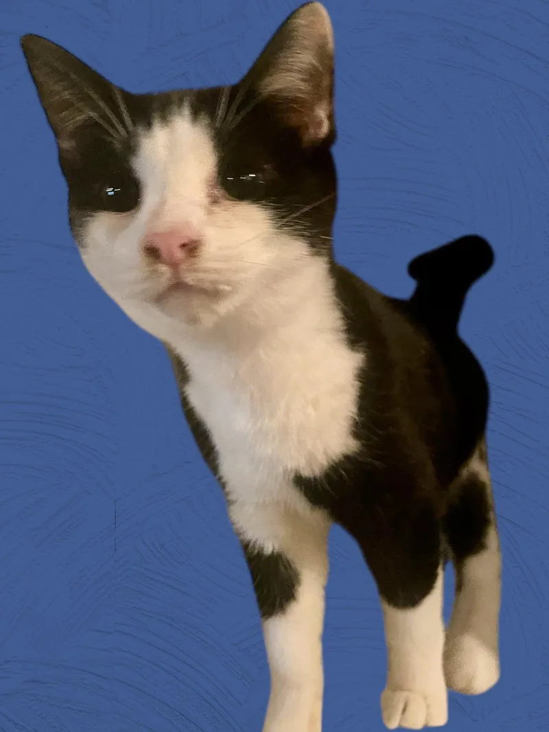 Paris Nj thumbnail 3