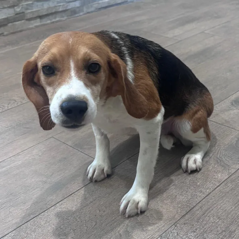A young small-sized female Brown / Chocolate Beagle dog named Eden for adoption in LOXAHATCHEE, FL