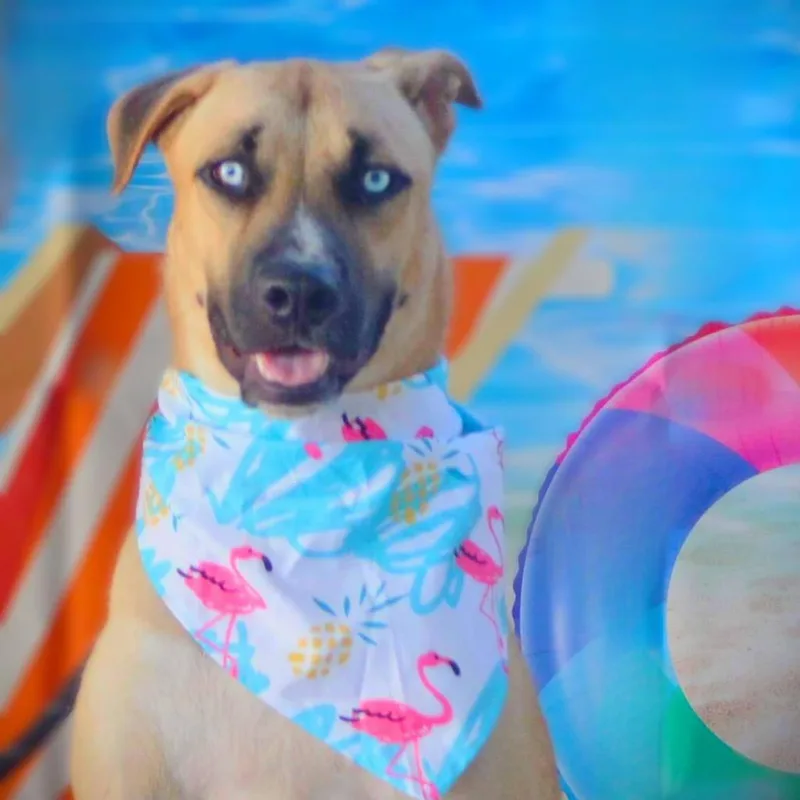 Azul Jum thumbnail 2