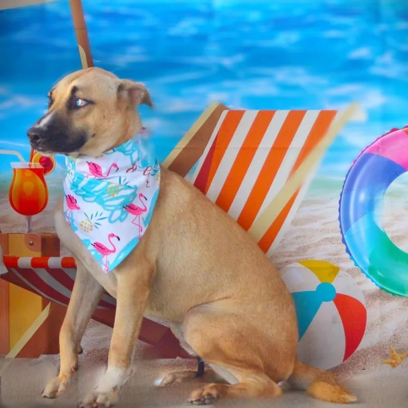 Azul Jum thumbnail 3