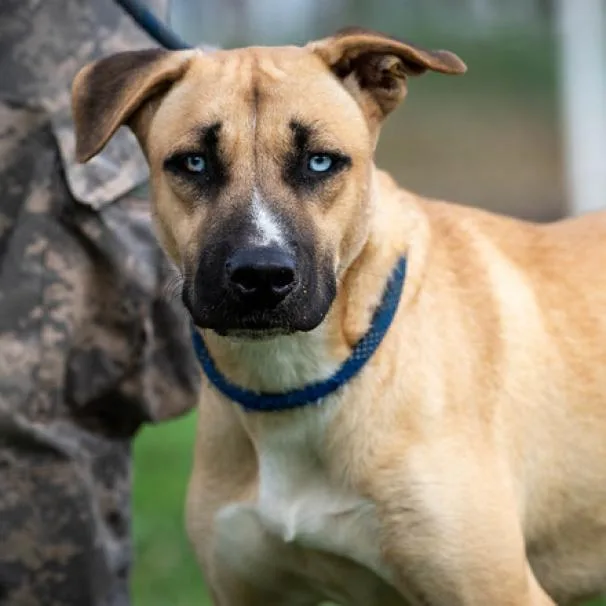 Azul Jum thumbnail 4