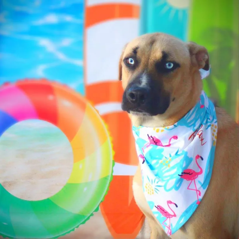 Azul Jum thumbnail 5