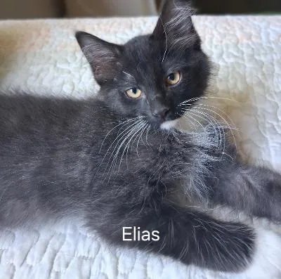 A baby medium-sized male Black & White / Tuxedo Domestic Medium Hair cat named Elias for adoption in Mokena, IL