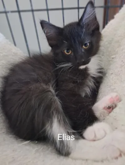 Elias thumbnail 2